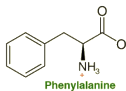 Chemical structure of Phenylalanine