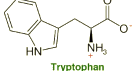Chemical structure of L-Tryptophan