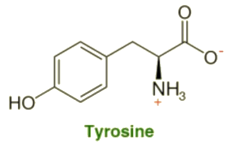 Chemical structure of L-Tyrosine