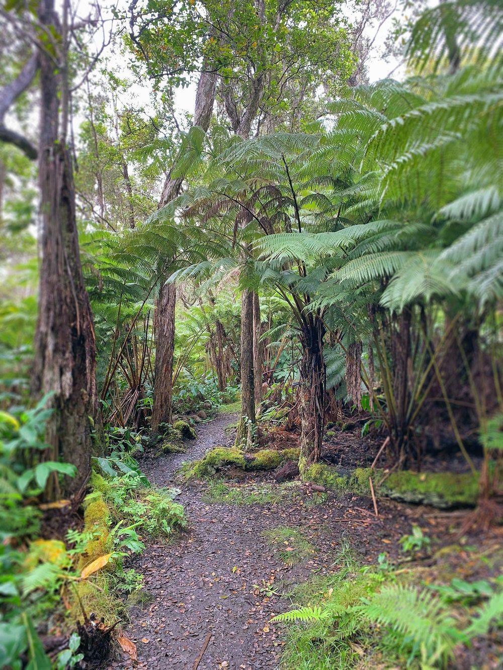 Fern-lined forest trail in Hawaii