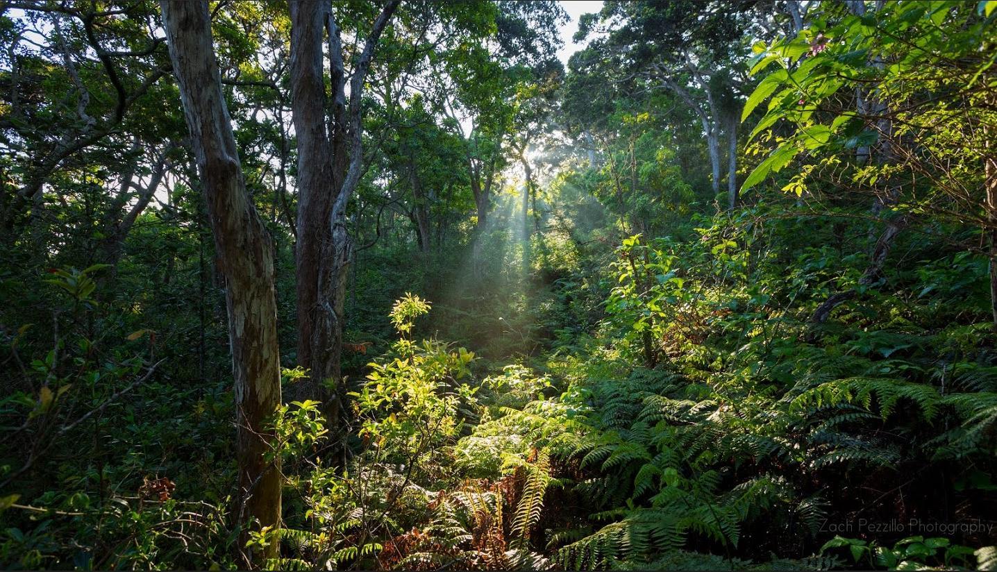 Sunlight through native Hawaiian forest