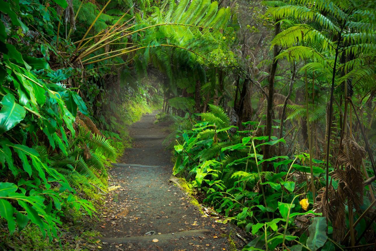 A quiet path through Hawaiian fern forest